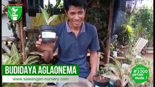 Budidaya Aglaonema Sawangan Nursery [upl. by Tnerual]