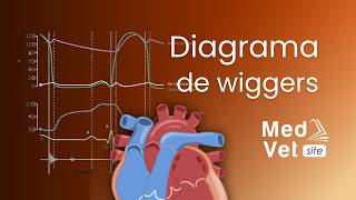 Ciclo cardíaco  Diagrama de Wiggers Animación [upl. by Durtschi881]