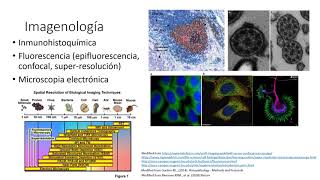 Aplicaciones de anticuerpos [upl. by Oech784]