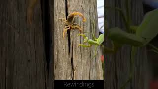 Praying Mantis Vs Scorpion Which One is Powerful  Rewinding [upl. by Elmina]