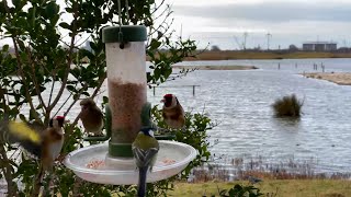 7 Relaxing Hours of Birds on a Nature Reserve Feeder [upl. by Muire828]