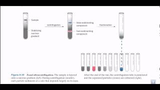 Zonal ultracentrifugation [upl. by Chapa]