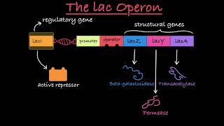 The lac Operon Explained [upl. by Nelhsa]