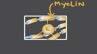 Saltatory Conduction  Flow of Nerve impulse in Myelinated neurons  Human Anatomy  Physiology [upl. by Aicatsanna]