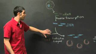 Transformation and Protein Expression  MIT 701SC Fundamentals of Biology [upl. by Raman]