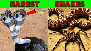 Top 10 Rarest amp Most Impressive Snakes  Part 1 [upl. by Nednil]