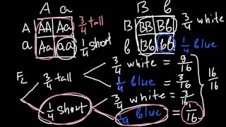 How to Solve Genetics Problems using Fork line method [upl. by Del62]