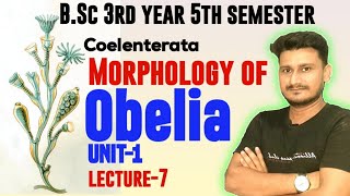 Morphology of Obelia BSc 3rd year  Morphological structure of Obelia BSc 3rd Year 5th semester [upl. by Nivrag]