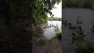 feeding the Canadian geese at Pinetum Gardens with tsukikothefox [upl. by Haliek103]