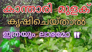 കാന്താരി മുളക് കൃഷി kanthari mulaku krishi in kerala kanthari mulaku seeds farming [upl. by Alegna]