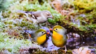 Red Billed Leiothrix bright yellow orange at the throat appears in vegetation abundant in food [upl. by Eivad]