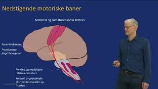 30 Nedstigende motoriske baner [upl. by Yltsew]