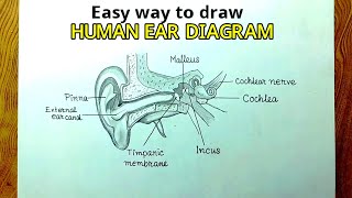 Easy way to draw human ear diagram step by step so easyEar diagram drawing CBSE [upl. by Redan137]