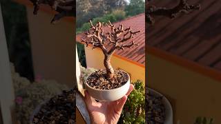 Desfolha em uma Portulacaria Afra 🌳 [upl. by Leschen597]