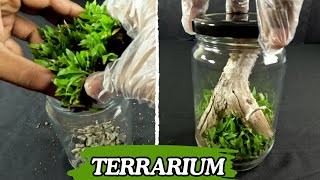 Jar Terrarium  Mini Ecosystem using grasses and driftwood [upl. by Ainival]