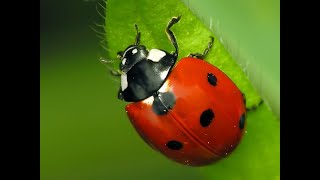 Coccinelle 🐞 Coccinella septempunctata Coccinellidae 🐞 Ladybugs [upl. by Lucinda]