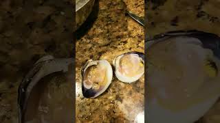 oysters or quahogs whats your favorite raw oysters quahog rawseafood shorts foodie [upl. by Aryam]