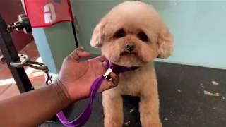 How to Trim a Toy Poodle’s Head [upl. by Essilem598]