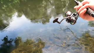 Passaic River June 192024 100 deg 1200 afternoon post spawn killing Smallies [upl. by Badr326]