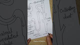 Diagram of Nephron for cladd 10th board exam cbseclass10biology diagrams [upl. by Fai]