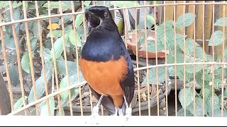 Amazing White rumped Shama Bird Song Singing And Chirping SwallowBird [upl. by Jan227]