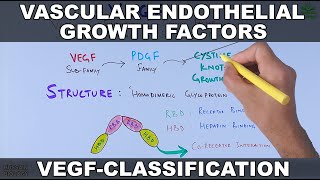 Vascular Endothelial Growth Factor  VEGF  Classification and functions [upl. by Mori]