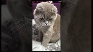 Scottish fold cat Scottish fold [upl. by Bridie]