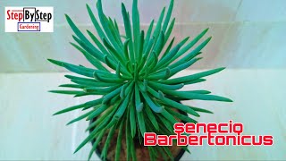 Senecio Barbertonicus plant care and propagationBlue Chalk Stick Senecio care [upl. by Qerat]