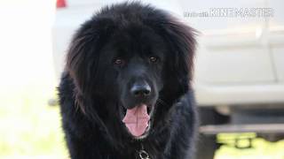 Pure Himalayan Bhutia dog for sale in Uttarakhand Pahadi bhotiya dog sheepdog [upl. by Ennaira494]