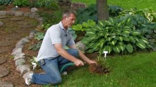 Dividing Hostas RoseHill Gardens Video Series Episode Five [upl. by Rolandson816]