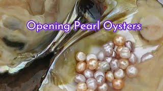 Extracting real pearls from oysters  Benefits of Pearls [upl. by Eirb]