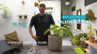 Así replantamos y cortamos hojas en esta calathea zebrina [upl. by Maidy]