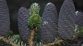 Jodła koreańskaKorean firdrzewo o fioletowych szyszkachtree with purple cones ENG SUB [upl. by Cacilia211]