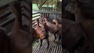 BARBADOS BLACKBELLY SHEEP [upl. by Nylirac971]