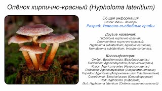 Опёнок кирпичнокрасный Hypholoma lateritium [upl. by Nitsirhc305]