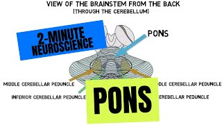 2Minute Neuroscience Serotonin [upl. by Yrok557]