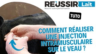 TUTO Comment réaliser une injection intramusculaire sur le veau [upl. by Auqeenahs]