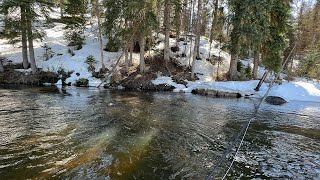 Every fish was OVER 20 INCHES in this stream and no one fishes it [upl. by Aholla110]