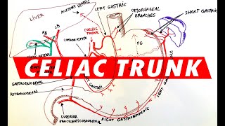 Celiac Trunk  Arterial supply to the Stomach [upl. by Neelrahc]