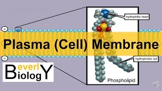 Plasma membrane  Cell Membrane updated [upl. by Devlen17]