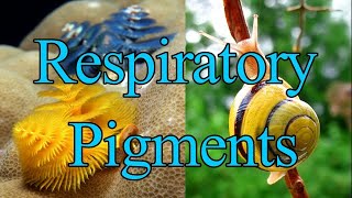 Respiratory Pigments I Hemoglobin I Hemocyanin I Hemerythrin I Chlorocruorin I Myoglobin I leghemog [upl. by Donella]