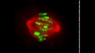 Microtubule and kinetochore dynamics in an SDS cell [upl. by Alverson]