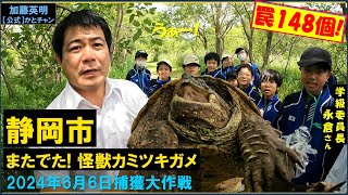 今度は静岡市！またでた！怪獣カミツキガメ！罠148個で捕獲大作戦！麻機遊水地2024年6月6日 Snapping turtles Shizuoka Japan ≫ 加藤英明【公式】かとチャン [upl. by Harima160]