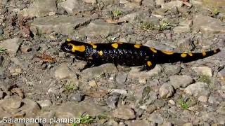 Salamandra plamista w Bieszczadach [upl. by Ecirehc]