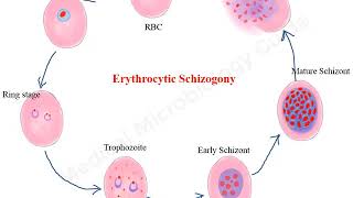 Plasmodium falciparum life cycle animation [upl. by Pubilis]