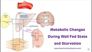 Metabolic Changes During Fed State and Starvation  Metabolism in Starvation [upl. by Rovelli]