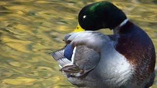 Mallard Ducks Preening [upl. by Valley1]