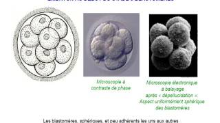 EMBRYOLOGIE La 1 première semaine du developpement [upl. by Analahs]