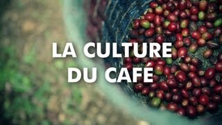 La culture du café [upl. by Annohsal659]