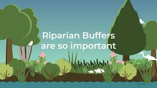 Riparian Buffer [upl. by Atteuqahc]